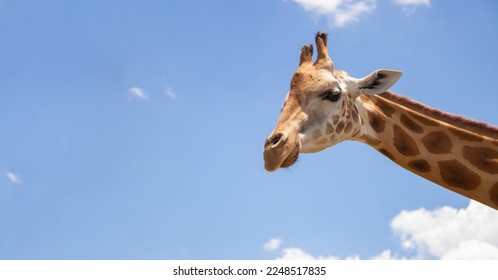 A larg giraffe is looking at the camera, and the background is a blue sky with a few clouds
