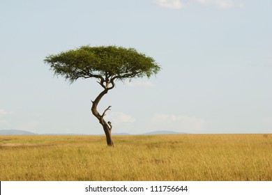 Large Acacia Tree In The Open Savanna Plains Of Masai Mara,Kenya