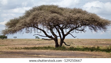 A large acacia tree with a safari vehicle in the background. Serengeti National Park, Tanzania