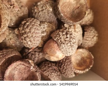 Large Acorn Caps From A Bur Oak Tree