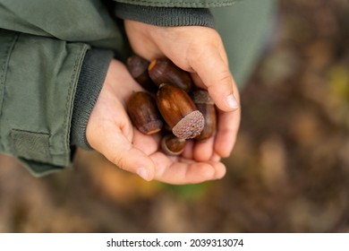 Large acorns in a child's hands in autumn, close up. Collecting natural materials outdoors  for crafting with children.