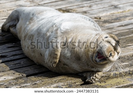 A large adult bearded seal lying on a wooden slipway near the ocean.  The wild seal has a light grey coloured wet spotted fur coat, black heart shaped nose, flippers and long white curly whiskers.