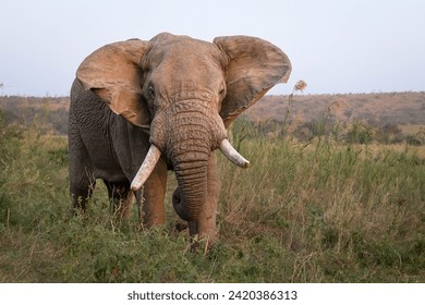 A large adult bull African elephant with tusks flapping its ears in grasslands in Hluhluwe Imfolozi game reserve in South Africa.
