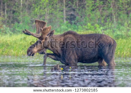 A large adult bull moose, stepping through the shallow shore of the lake, drinking water and eating lily pads, on a sunny spring morning. Algonquin Park, Ontario, Canada.