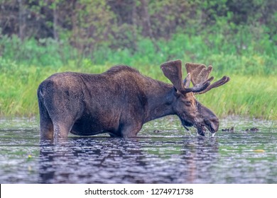 193 Bull moose in a swamp Images, Stock Photos & Vectors | Shutterstock