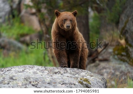 Large Adult Cinnamon Black Bear Standing On Rock