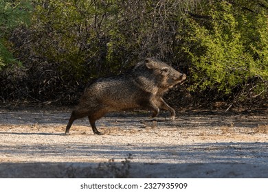 A large adult collared peccary, Dicotyles tajacu, AKA javelina, appears to be launching into the air while running through an open space in the Sonoran Desert. Pima county, Tucson, Arizona, USA.