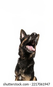 Large Adult Dog German Shepherd Brown And Black Happy Mutt Smiling Tongue Out Sitting Isolated In Studio On White Background