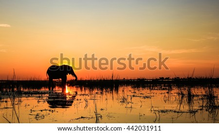 Large adult elephant playing in river at sunset with reflection in water