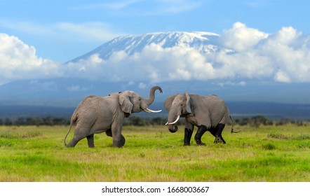 Large adult elephant with a snow covered Mount Kilimanjaro in the background. Animal in the habitat. Wildlife scene from nature