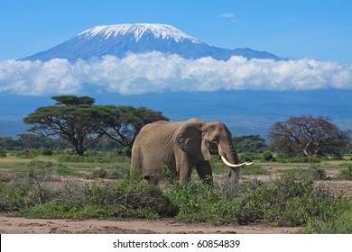 Large adult elephant with a snow covered Mount Kilimanjaro in the background