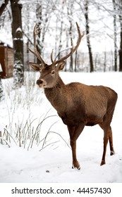 Large Adult Fallow Dear In Winter Time Very Shy Animal