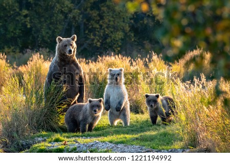 Large adult female Alaskan brown bear with three cute cubs standing on a grassy spit of land in the Brooks River, Katmai National Park, Alaska, USA
