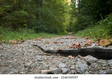 Large Adult Gray Black Rat Snake Crossing Gravel Road