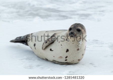 A large adult harp seal with a light grey coat with dark spots. The seal is propped up on ice looking attentively. The dark eyed, earless, and long whiskered saddleback has a sizeable fat belly. 