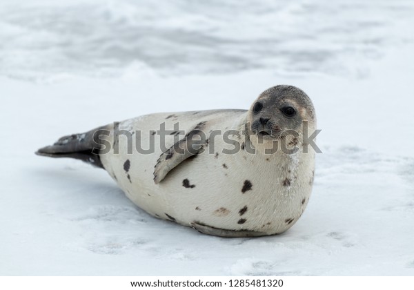 A large adult harp seal with a light colour grey coat\
with dark spots. The seal is propped up on ice looking attentively.\
The dark eyed, earless, and long whiskered saddleback has a large\
fat belly. 