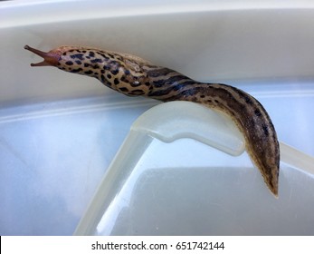 Large Adult Limax Maximus