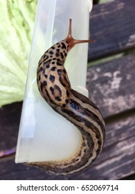 Large Adult Limax Maximus