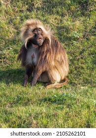 Large Adult Male Gelada Monkey