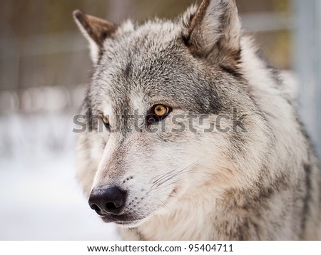 large  adult male wolf posing for portrait