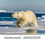 large adult Polar bear - ursus maritimus - running on the ice with water in Arctic northern Canada. Polar bear in the nature habitat with snow. Big animal with snow ice and water, large paws 