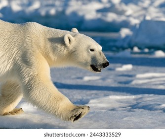 large adult Polar bear - ursus maritimus - running on the ice with water in Arctic northern Canada. Polar bear in the nature habitat with snow. Big animal with snow ice and water, large paws 