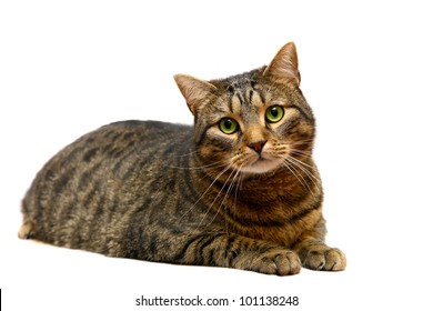 Large adult tabby cat, isolated on white