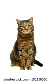 Large adult tabby cat, isolated on white
