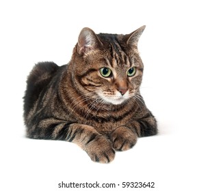 Large adult tabby cat sitting on white background