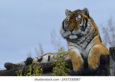 Large adult tiger (Panthera Tigris) relaxing with closed eyes on roof of wooden construction in safari park for retired animals from circus, cloudy skies in background.