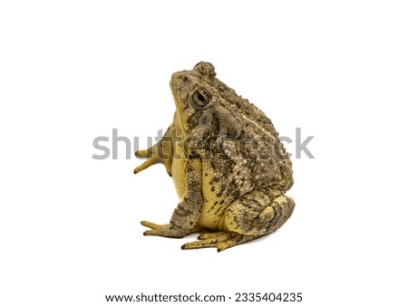 A large adult Woodhouse's Toad photographed against a white backdrop.