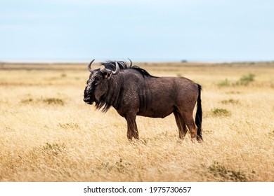 Large african antelope Gnu (Blue wildebeest, Connochaetes taurinus) walking in yellow dry grass at the evening in Namibian savanna. Wildlife photography in Africa