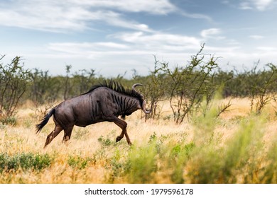 Large african antelope Gnu (Blue wildebeest, Connochaetes taurinus) running in yellow dry grass at the evening in Namibian savanna. Wildlife photography in Africa