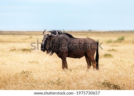 Large african antelope Gnu (Blue wildebeest, Connochaetes taurinus) walking in yellow dry grass at the evening in Namibian savanna. Wildlife photography in Africa