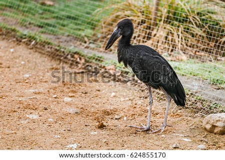 Large african bird in the zoo Stock photo © 