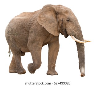 Большой африканский слон, изолированный на белом фоне