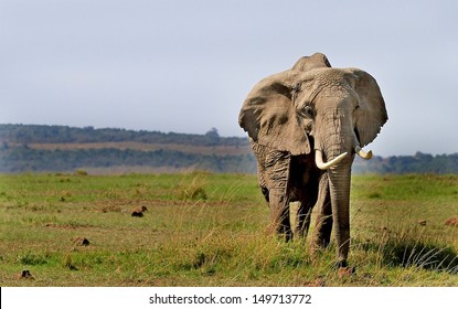 Large African Elephant with long tusks standing on the African plains in  Masai Mara - Kenya