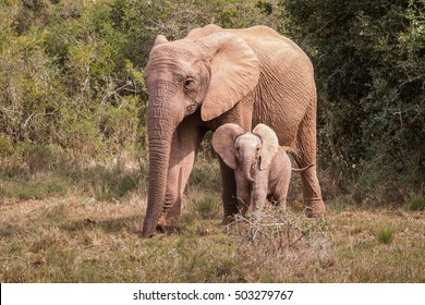 Large African Elephant (Loxdonta) Walking With Her Infant Calf In Addo Elephant Park, South Africa