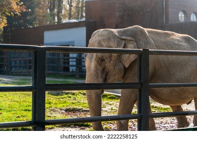 A large African elephant with a wrinkled pelt walks along the metal fence of a zoo enclosure on a sunny day, depiction of captive animals - Shutterstock ID 2222258125