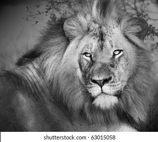 black and white lion images stock photos vectors shutterstock