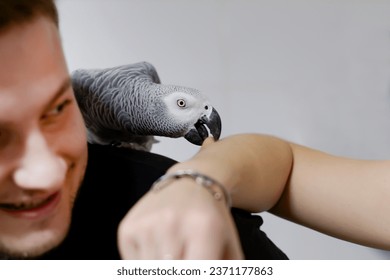 A large African parrot sits on the shoulder of a young laughing man and bites the hand of another person in a home interior. Love between man and animals, caring for a pet. Playing with a bird