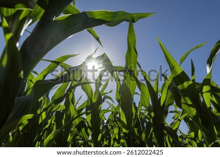a large agricultural field with a future corn harvest during corn blooming, clear summer weather with blue sky, close up