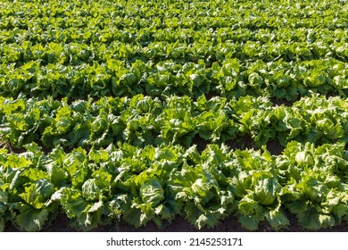 Large Agriculture Field Iceberg Lettuce Production Stock Photo ...