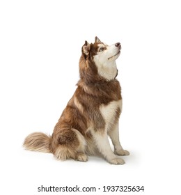 Large Alaskan Malamute Dog Sitting On White Background Facing Side And Looking Up With Attentive Expression