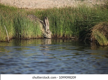 Large Alert Desert Jackrabbit With Watchful Bright Eye Drinking Pond Water