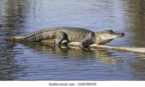Large Alligator basks in evening sun on a submerged bald cypress tree in the Louisiana bayou shown at full length with clear head eye teeth and skin texture