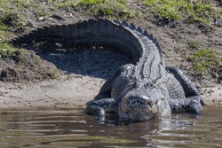 Large Alligator Gator Enters The Water From A River Bank Staring At Camera And Showing Large White Teeth And Black Scales Skin