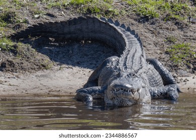 Large Alligator gator enters the water from a river bank staring at camera and showing large white teeth and black scales skin