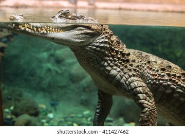 Alligator Underwater High Res Stock Images Shutterstock