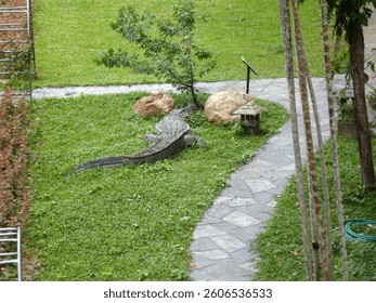 Large Alligator Resting on Grass Near a Stone Path and Lantern - Powered by Shutterstock - Get 15% off with code: PIKWIZARD15